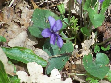 Viole dell''Etna - Viola alba subsp. dehnhardtii